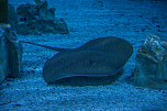 Meeresaquarium  (Foto: Michael Caspari ( www.blitzlicht-nordhausen.de ))