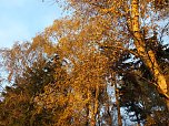 Von Benneckenstein nach Tanne (Foto: Karin Lehmann, Peter Blei) Von Benneckenstein nach Tanne (Foto: Karin Lehmann, Peter Blei)