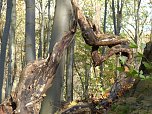 Wanderung zur Ebersburg (Foto: Werner Kaiser)
