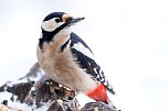Winterv&ouml;gel z&auml;hlen: Buntspecht (Foto: Frank Derer)