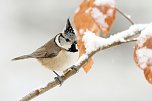 Winterv&ouml;gel z&auml;hlen: Haubenmeise (Foto: Frank Derer)
