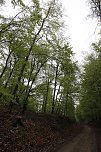 Der Alte Stolberg (Foto: BUND Nordhausen)