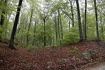 Der Alte Stolberg (Foto: BUND Nordhausen)