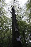 Der Alte Stolberg (Foto: BUND Nordhausen)