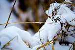 Winterliche Impressionen (Foto: Gernot Thelemann)