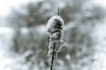 Winterliche Impressionen (Foto: Gernot Thelemann)