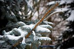 Winterliche Impressionen (Foto: Gernot Thelemann)
