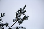 Winterliche Impressionen (Foto: Gernot Thelemann)