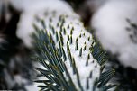Winterliche Impressionen (Foto: Gernot Thelemann)