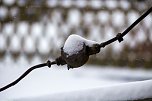 Winterliche Impressionen (Foto: Gernot Thelemann)