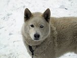 Schlittenhunderennen in Benneckenstein (Foto: Karin Lehmann, Peter Blei)