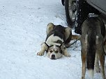 Schlittenhunderennen in Benneckenstein (Foto: Karin Lehmann, Peter Blei)