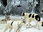 Schlittenhunderennen in Benneckenstein (Foto: Karin Lehmann, Peter Blei)