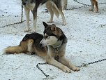 Schlittenhunderennen in Benneckenstein (Foto: Karin Lehmann, Peter Blei)