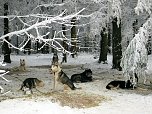 Schlittenhunderennen in Benneckenstein (Foto: Karin Lehmann, Peter Blei)