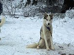Schlittenhunderennen in Benneckenstein (Foto: Karin Lehmann, Peter Blei)