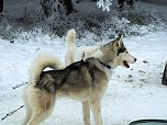 Schlittenhunderennen in Benneckenstein (Foto: Karin Lehmann, Peter Blei)