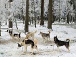 Schlittenhunderennen in Benneckenstein (Foto: Karin Lehmann, Peter Blei)