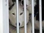 Schlittenhunderennen in Benneckenstein (Foto: Karin Lehmann, Peter Blei)