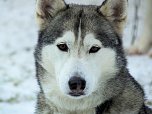 Schlittenhunderennen in Benneckenstein (Foto: Karin Lehmann, Peter Blei)