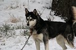 Schlittenhunderennen in Benneckenstein (Foto: Karin Lehmann, Peter Blei)