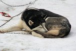 Schlittenhunderennen in Benneckenstein (Foto: Karin Lehmann, Peter Blei)