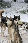Schlittenhunderennen in Benneckenstein (Foto: Karin Lehmann, Peter Blei)