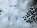 Der Oberharz am Brocken (Foto: Karin Lehmann, Peter Blei)