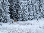 Der Oberharz am Brocken (Foto: Karin Lehmann, Peter Blei)
