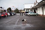 Der Aldi-Storch (Foto: Dana Struwe)