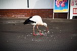 Der Aldi-Storch (Foto: Dana Struwe)