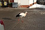 Der Aldi-Storch (Foto: Dana Struwe)