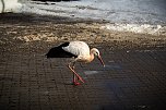 Der Aldi-Storch (Foto: Dana Struwe)
