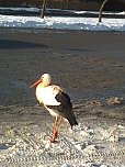 Der Aldi-Storch (Foto: privat)