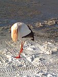 Der Aldi-Storch (Foto: privat)