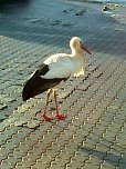 Der Aldi-Storch (Foto: privat)