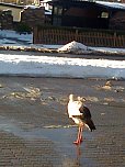 Der Aldi-Storch (Foto: privat)
