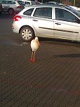 Der Aldi-Storch (Foto: privat)