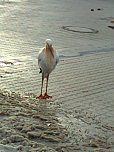 Der Aldi-Storch (Foto: privat)