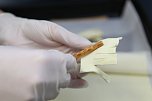Kochduell in der Petersbergschule (Foto: nnz)