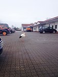 Klapperstorch in Nordhausen (Foto: O. Bellmann)
