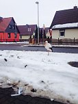 Klapperstorch in Nordhausen (Foto: O. Bellmann)