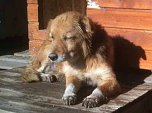 Katastrophale Zust&auml;nde (Foto: Tierschutz Nordhausen)