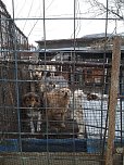 Katastrophale Zust&auml;nde (Foto: Tierschutz Nordhausen)