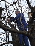 Baumschnitt im Kita-Projektgarten (Foto: Thomas Leipold)