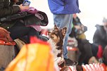 Hundesport und Faschingskost&uuml;m (Foto: nnz)
