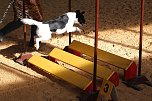 Hundesport und Faschingskost&uuml;m (Foto: nnz)