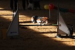 Hundesport und Faschingskost&uuml;m (Foto: nnz)
