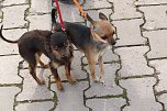 Hundesport und Faschingskost&uuml;m (Foto: nnz)