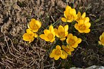 Fr&uuml;hling im Garten (Foto: Werner Kaiser)